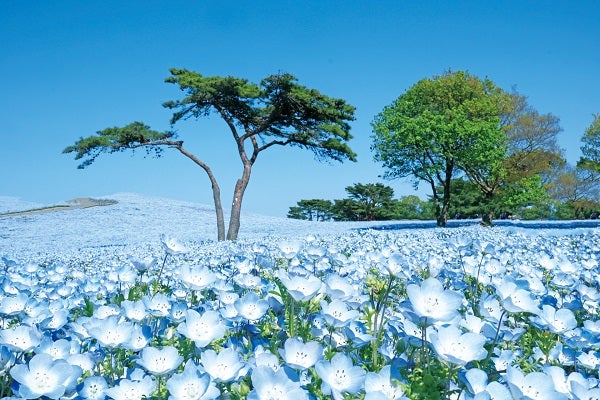 感動の花景色!3つの名所を巡る旅 2泊3日1